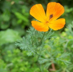 Eschscholzia, o papavero della California