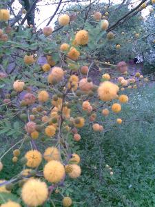 Acacia farnesiana (1)