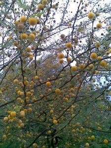 Acacia farnesiana (2)