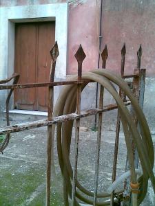 Acacia farnesiana (5)