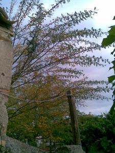 Acacia farnesiana (7)