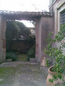 Acacia farnesiana (8)