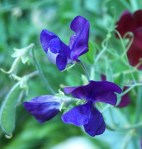 ex 'King Size Navy Blue'