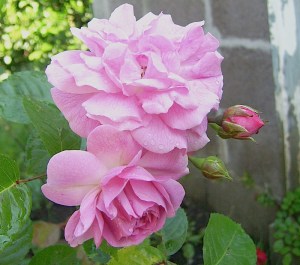 lavender_lassie_mixcix