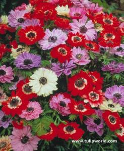 anemone coronaria st brigid