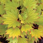 Acer_shirasawanum_Aureum_lg