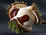aesculus