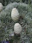 cedrus_deodara_s