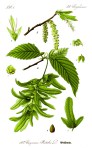 Illustration_Carpinus_betulus_1
