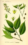 illustration_celtis_australis0