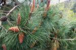 Pinus-pinaster