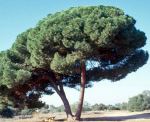 Pinus-pinea