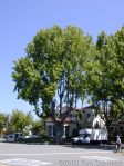 platanus
