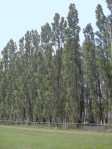 Populus_nigra.Italica.01