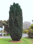 TAXUS BACCATA FASTIGIATA W