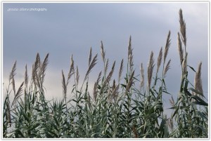Invio le tre foto richieste per partecipare al concorso "autunno nelle regioni mediterranee". Di  Luce d'autunno invio anche il link della foto su Flickr > http://www.flickr.com/photos/45997315@N03/5161361015/in/photostream  grazia zitara