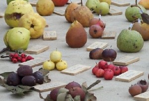 http://www.corrierenazionale.it/tempo-libero/appuntamenti/26369-pomarium-e-la-frutta-antica-ritorna-sulle-nostre-tavole