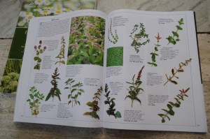 12enciclopedia delle erbe con gardenia