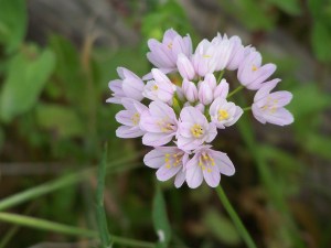 allium nigrum