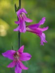 Gladiolus communis