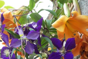 Lilium + clematis jackmanii