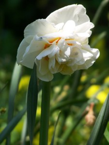Narciso doppio-double narcissus