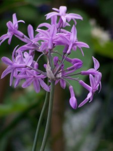 Thulbaghia violacea