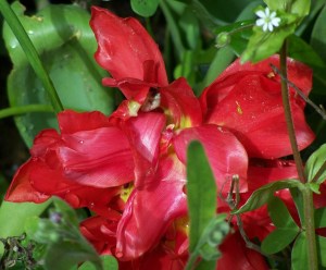 tulipano rosso rovinato