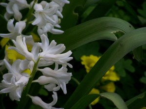 White Hyacinthus