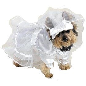 cane da sposa