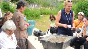 Floralpe  2-4 luglio 2010 (2)