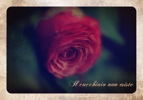 camelia flower_vintage_lomo