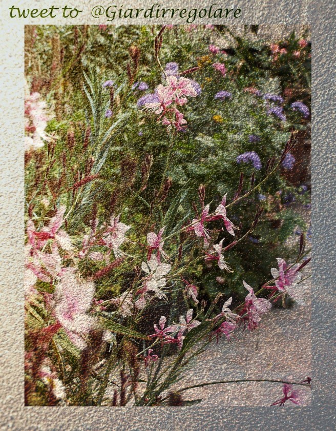 tweet to giardirregolare