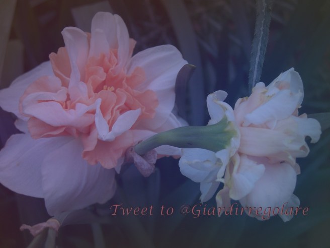 tweet to giardirregolare1