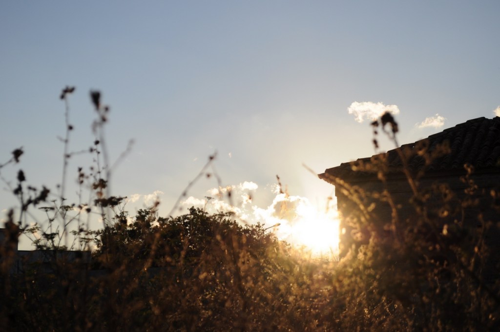 la luce che si mangia l'erba