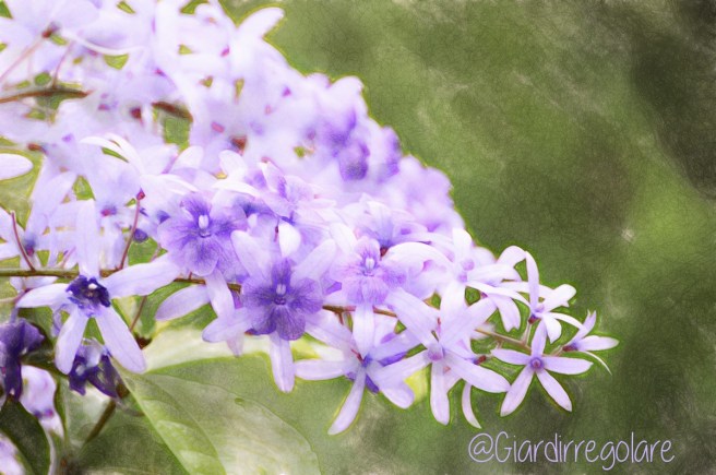 petrea-akvis-watercolour-draw