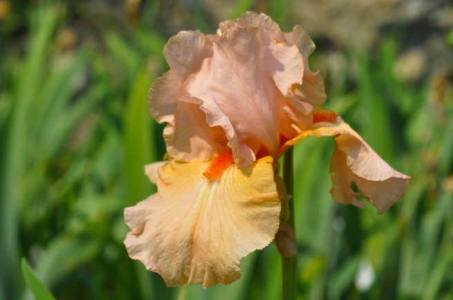 14-iris-in-primo-piano_a