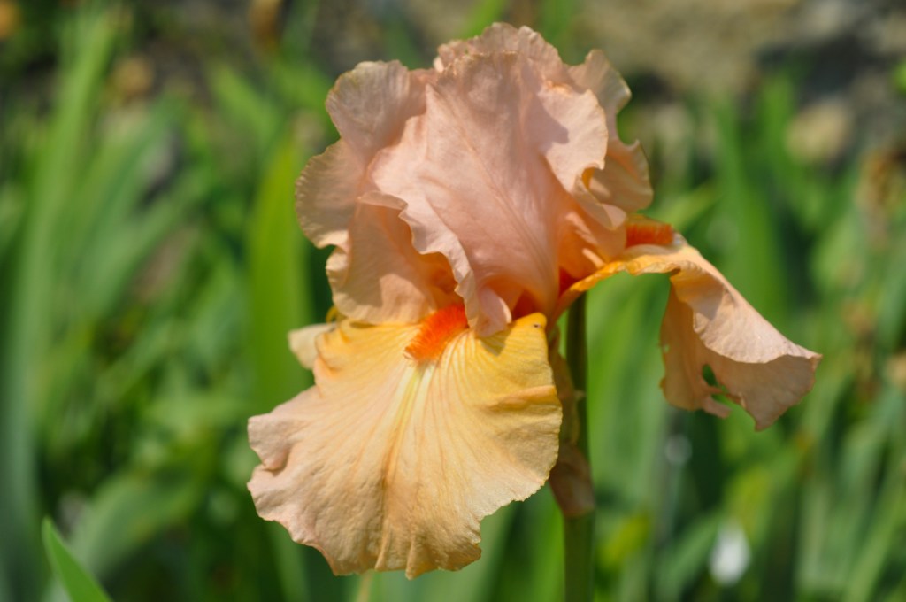 14-iris-in-primo-piano_a