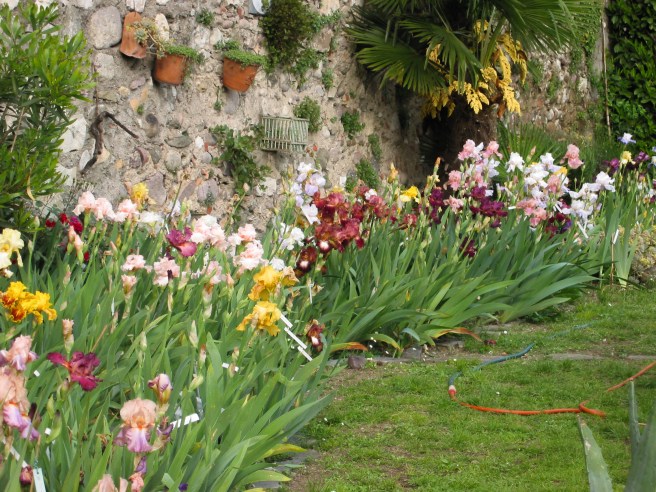 4-fioritura-della-parte-alta_a